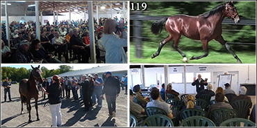 Canadian Yearling Sale Analysis