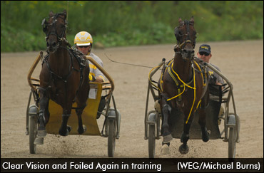 Burns Profiles Stakes Contenders Burns Profiles Stakes Contenders