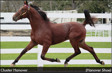 Cluster Hanover Tops Day 4 In Harrisburg