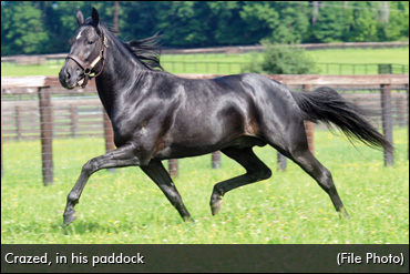 Crazed To Tara Hills