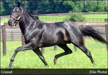 Crazed Returns To New York