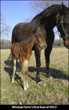 Winbak Welcomes First Foal Of The Year