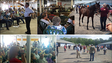 Canadian Yearling Sale Analysis