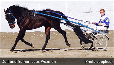 Dali To Race And Breed