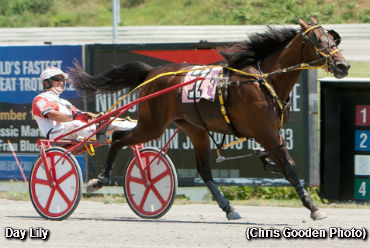  Day Lily Romps In PASS