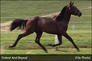 2017 Fall Speed Sale Results