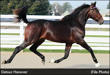 Record Yearling Price Set At Harrisburg