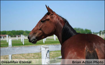 Where Is Dreamfair Eternal?