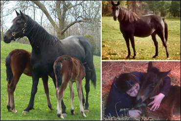 Emprize Hanover's Family Day Foal