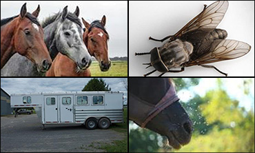Equine Infectious Anemia Report