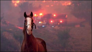 Americans Thankful For Canadian
