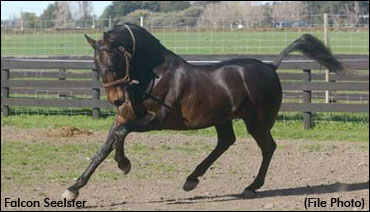 Falcon Seelster Euthanized