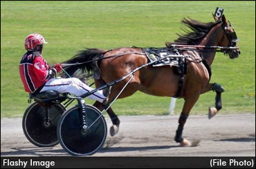 Owner Loves His 'Flashy' Mare