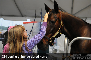 Man's Best Friend: Is It The Horse?