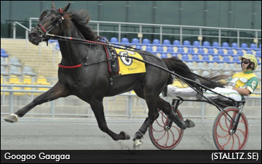 Freak Trotter Returns To Top Level