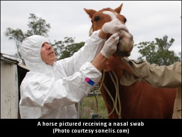 Update On Equine Herpes Outbreak