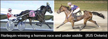 Milestone For Racing Under Saddle
