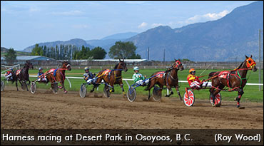 Harness Racing A Hit In Osoyoos