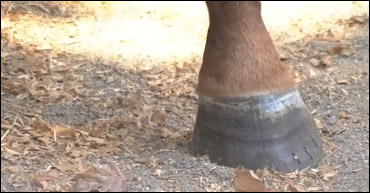 A Drug To Cure Laminitis?