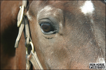 SC Launches Helpful Horse Tips