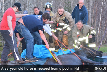 Horse Rescued From PEI Pool