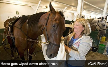 Equine Code Of Practice Released