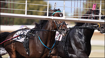 Should Horsemen Be Certified?