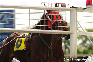 Two-Year-Old Qualifying Report