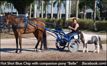 Hot Shot Blue Chip Retired