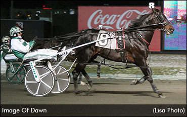 Image Of Dawn Retired, To Stud Image Of Dawn Retired, To Stud