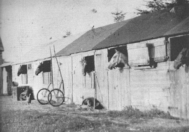 A shedrow with horses poking their heads out