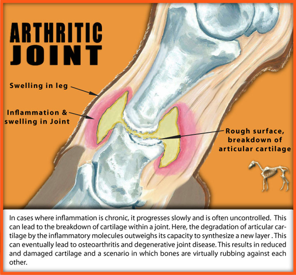 Arthritic joint in horses