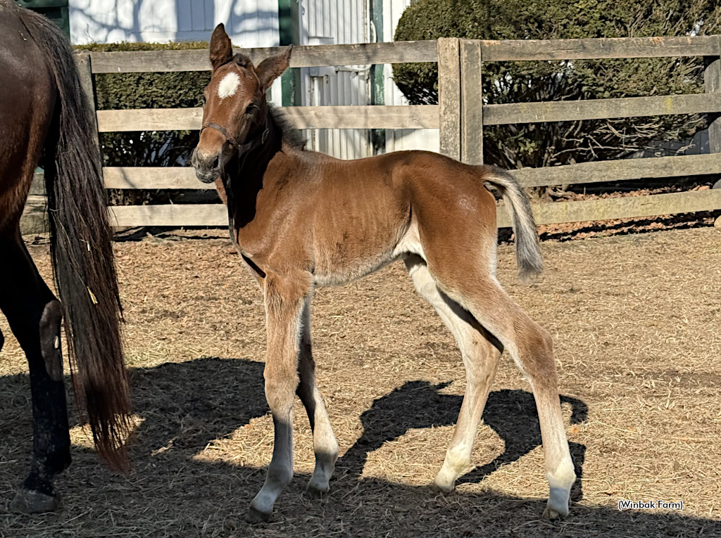 First foal of Beach Glass