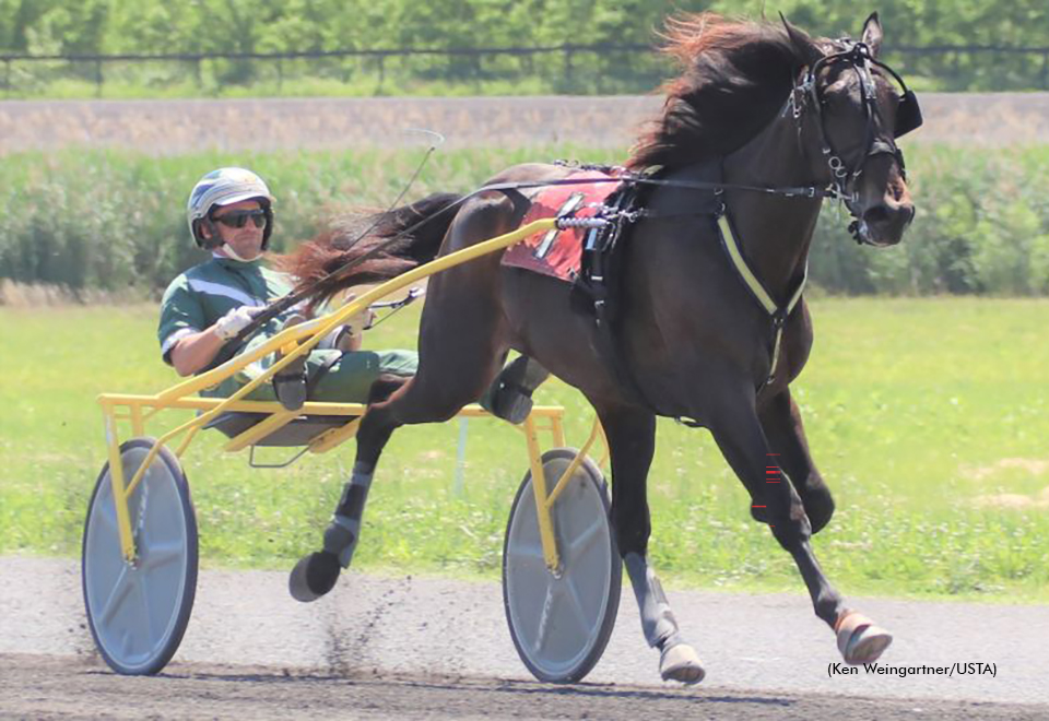 Celebrity Bambino winning his qualifying debut on June 6 at Gaitway Farm