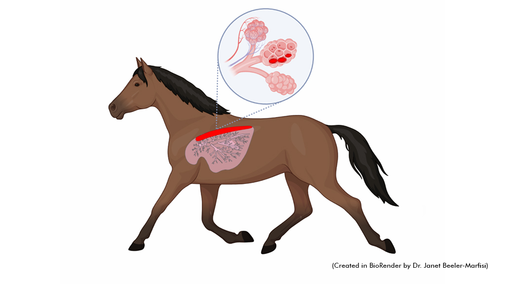 Illustration of a trotting horse showing where exercise‑induced pulmonary bleeding (EIPH) typically occurs in the back (dorsocaudal) parts of the lungs.