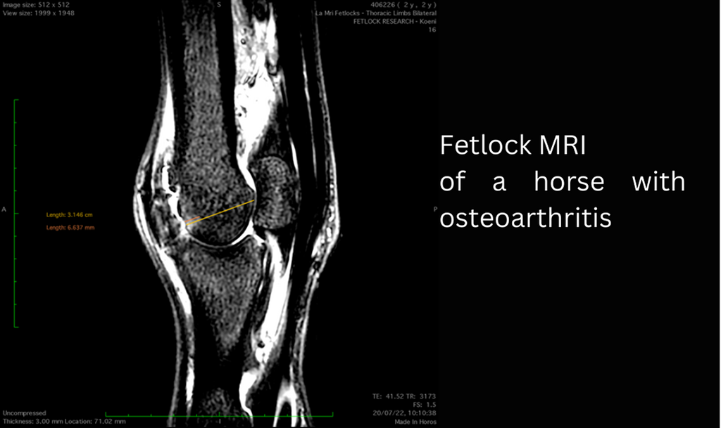 Fetlock MRI of horse with osteoarthritis