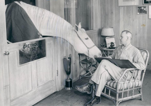 Greyhound in his stall