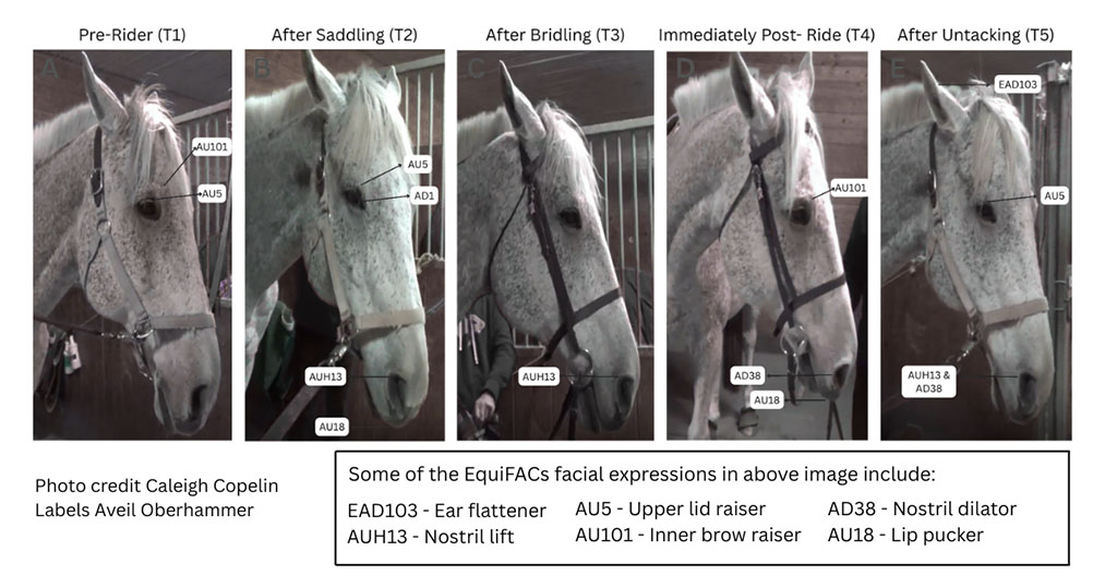 Horse Facial Expressions