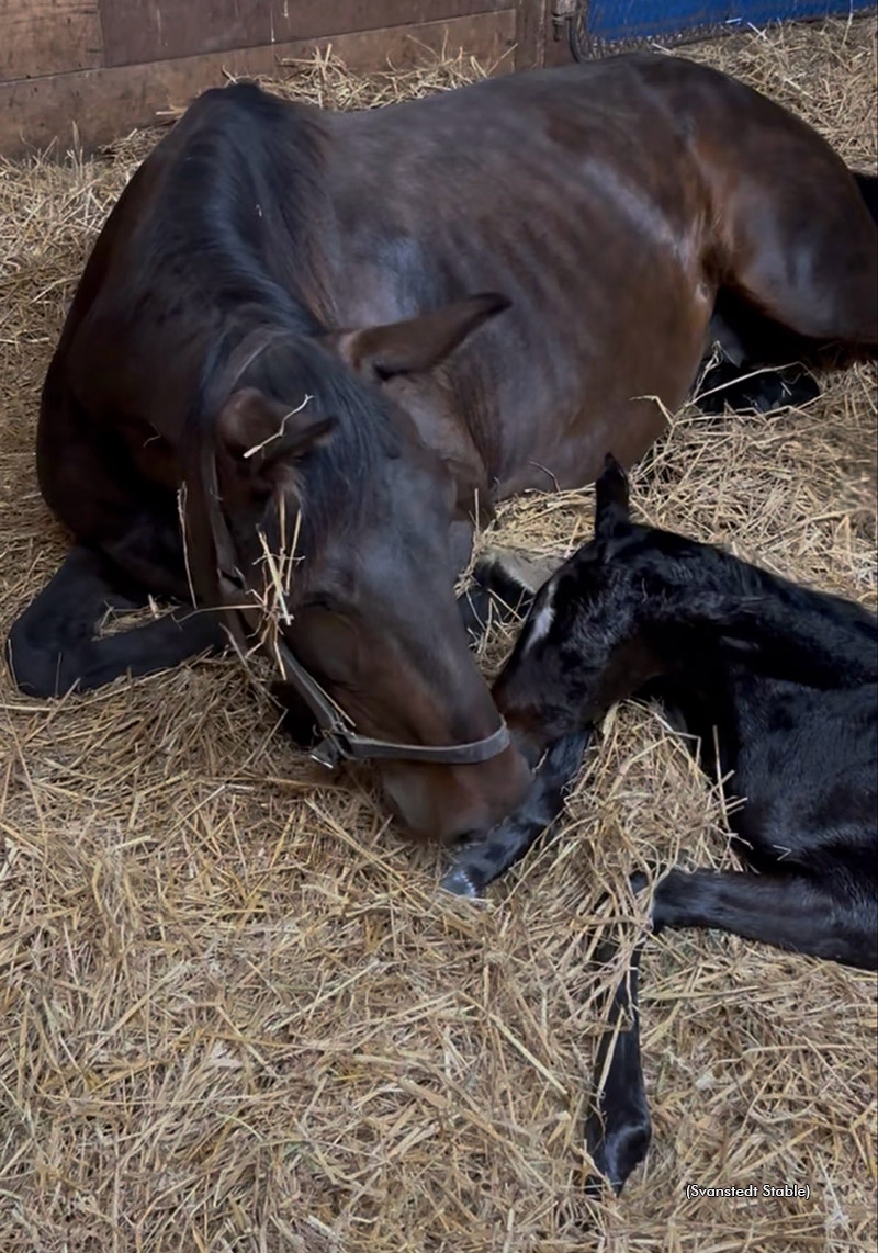 Jiggy Jog S and her first foal