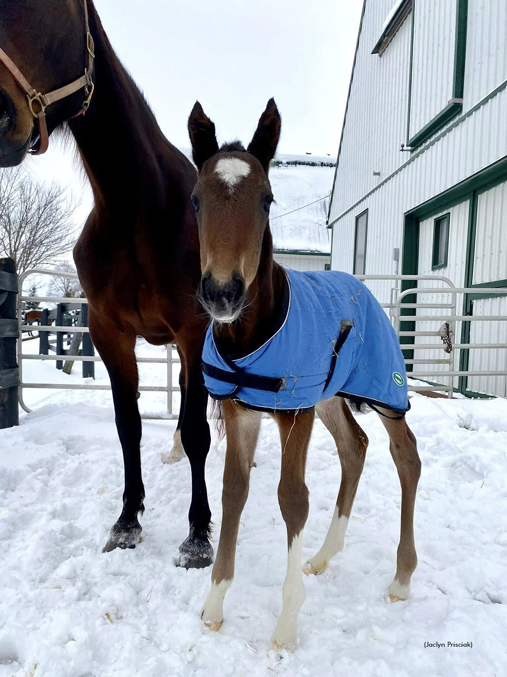 Lawless Shadow's first foal, out of Dress To The Nines