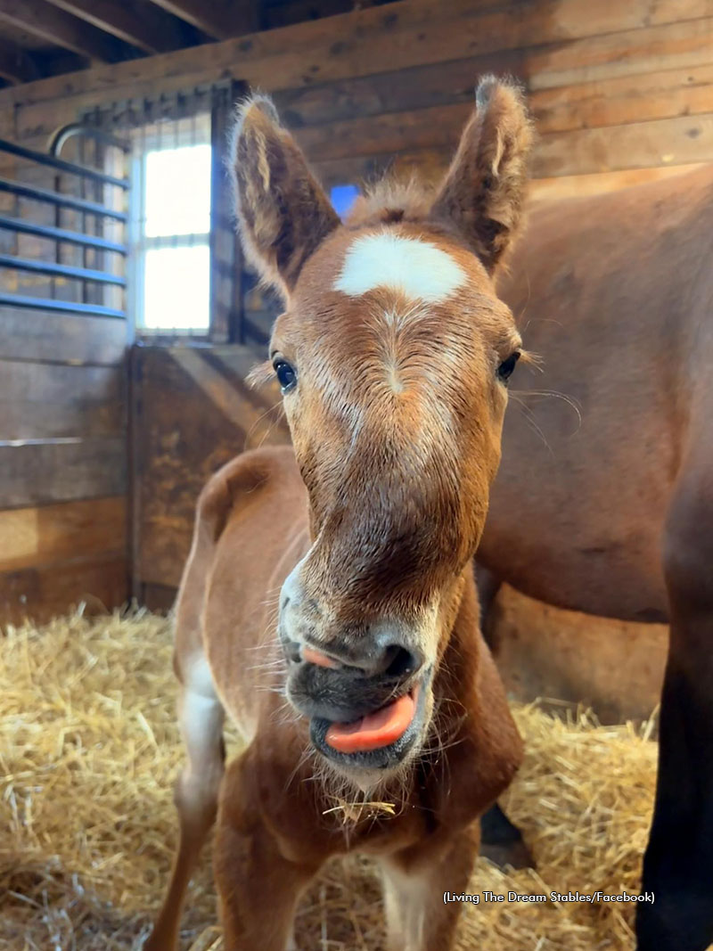 A Somewhere Fancy-Lady Willa foal with wry nose