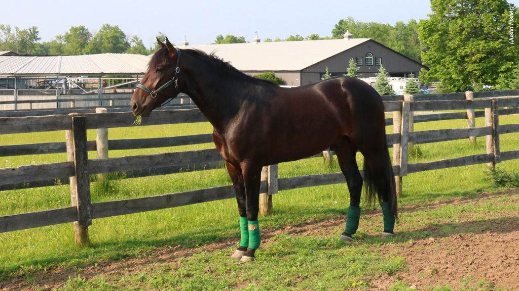Madden Oaks