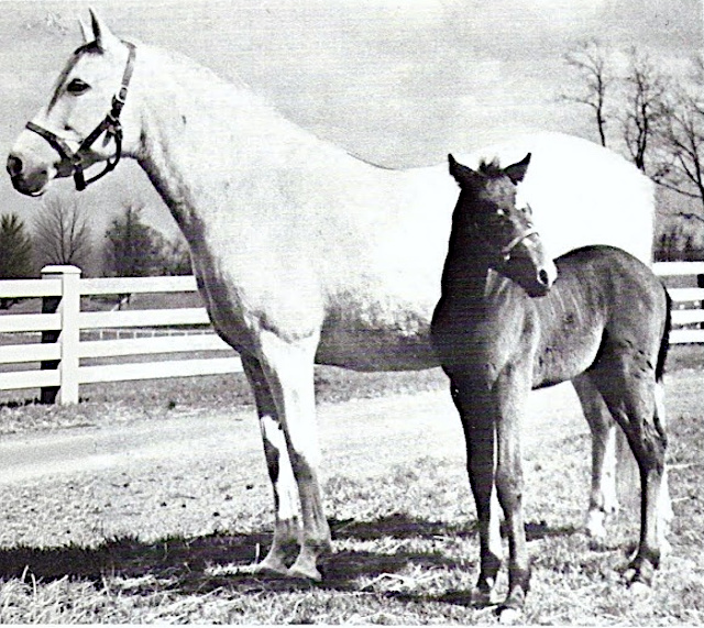 A brown foal stands in front of a grey mare