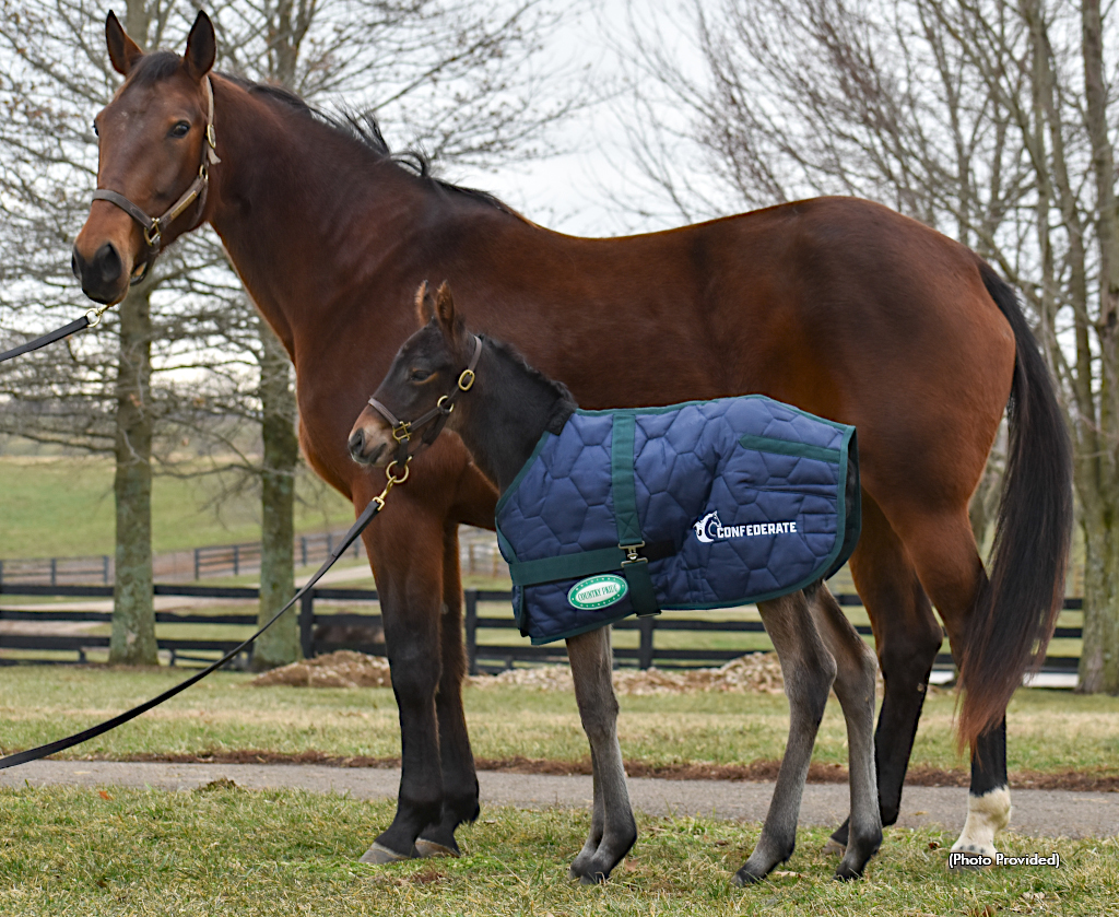 Priceless and foal, the first foal of Confederate