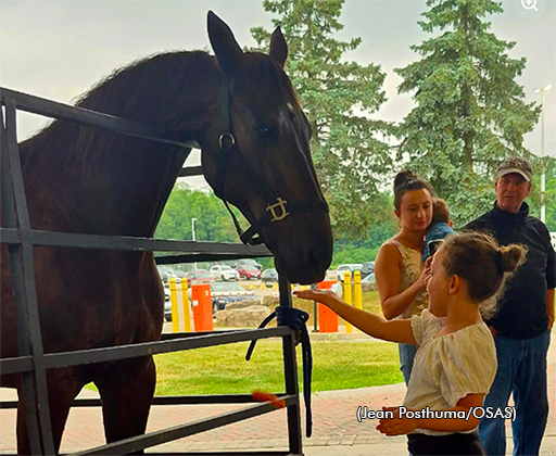 OSAS ambassador Reverend Hanover takes a treat from a child at Woodbine Mohawk Park