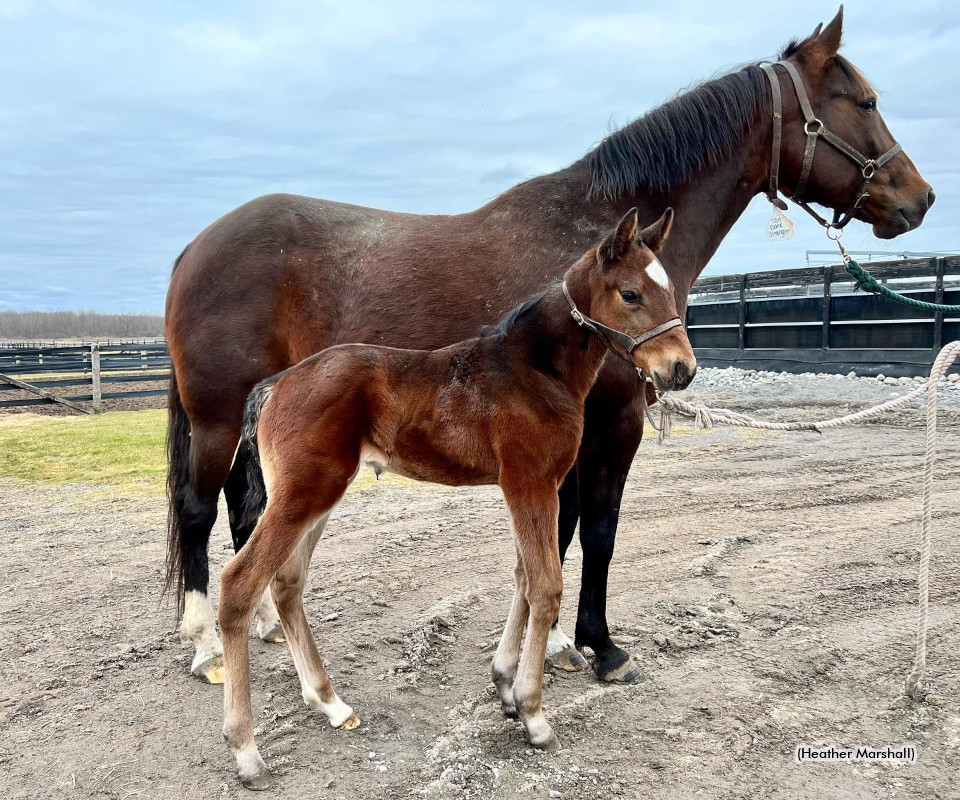 First foal for Warrawee Ubeaut