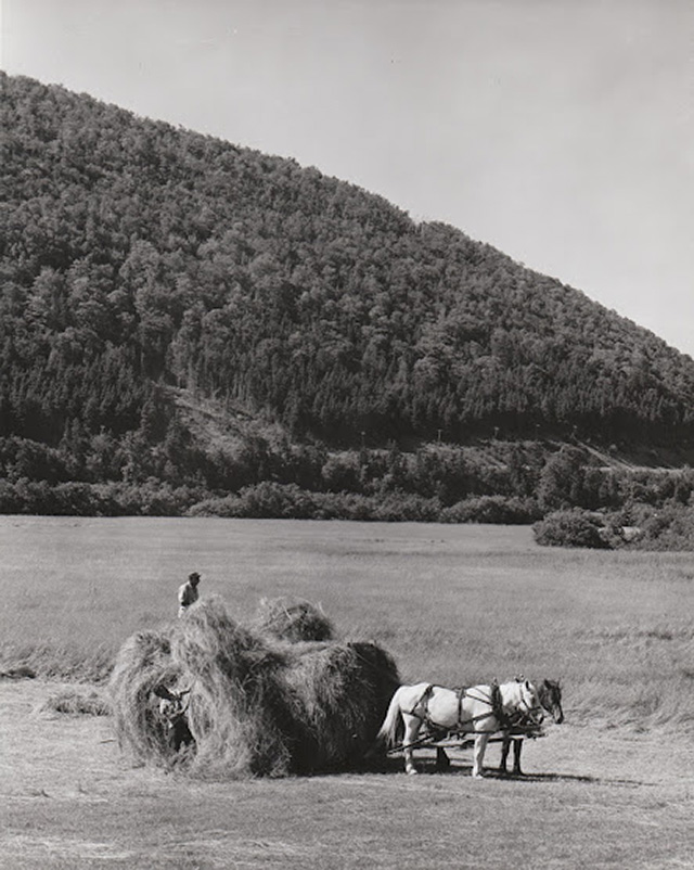 Two ponies in harness pull dried grass