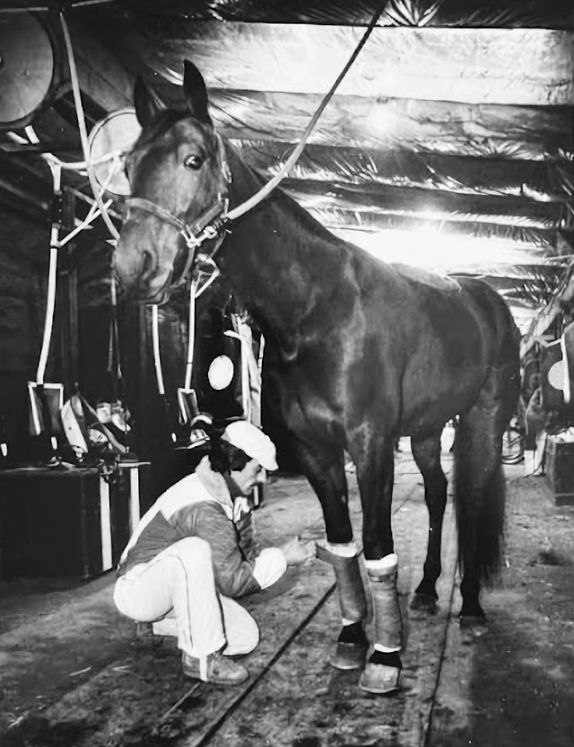 A horse having its legs bandaged