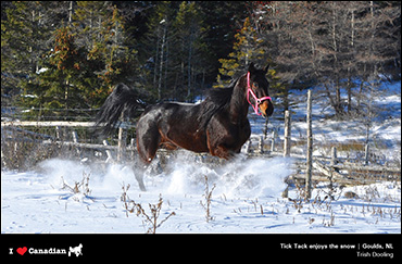 January's Calendar Photographer