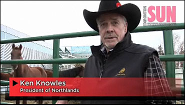  Horses Abandoned, Man Charged